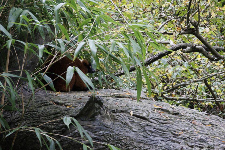 Woodland Park Zoo — photo 27
